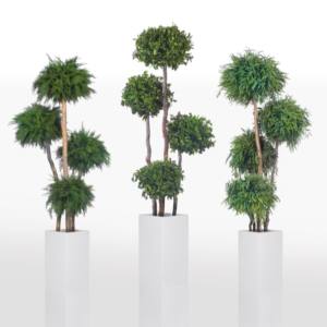PLANTAS PRESERVADAS