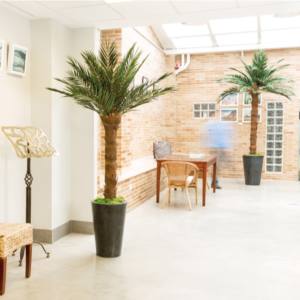 Árbol Preservado Palmera Phoenix Tree Kit h180 cm de Verdissimo
