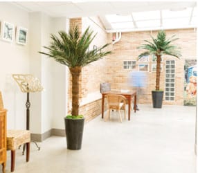 Árbol Preservado Palmera Phoenix Tree Kit h300 cm de Verdissimo