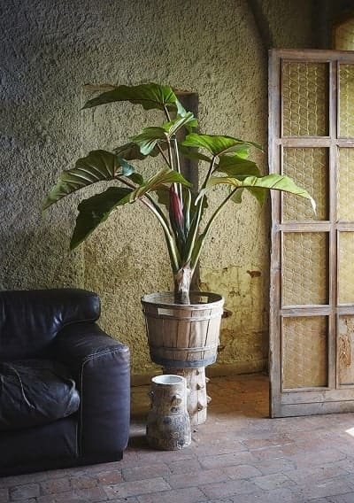 Planta con maceta Alocasia 9 Hojas H 160cm - Imagen 5