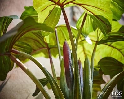Planta con maceta Alocasia 9 Hojas H 160cm - Imagen 3