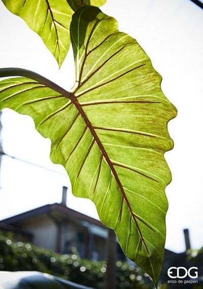 Planta con maceta Alocasia 9 Hojas H 160cm - Imagen 4