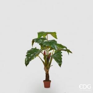 Planta con maceta Alocasia 9 Hojas H 160cm