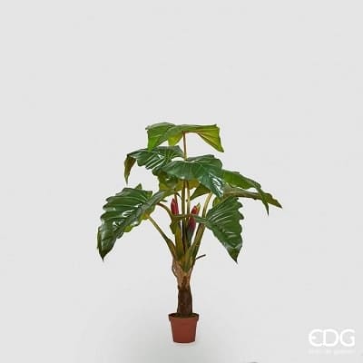 Planta con maceta Alocasia 9 Hojas H 160cm