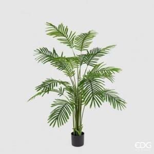 Palma Areca C/Matera H150 C3