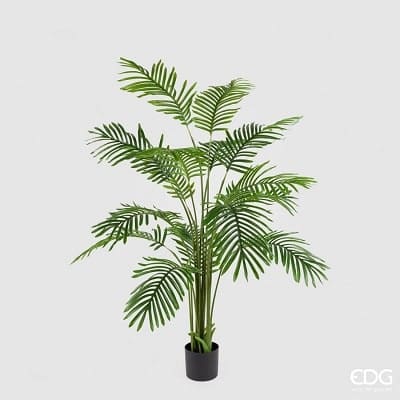 Palma Areca C/Matera H150 C3