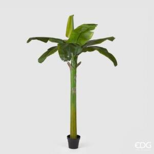 Planta de Platano con maceta