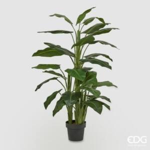 Planta de calla con maceta H145 (36FG) B5
