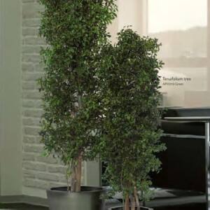 Árbol Preservado Slim Populus tree Verdissimo h180cm